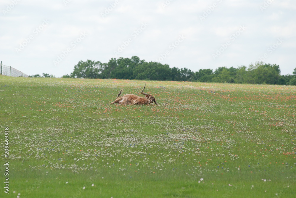 Naklejka premium Longhorn lying in flower field