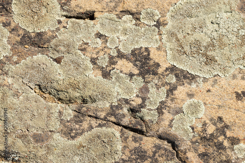Old stone surface covered with blue lichen. Natural beautiful stone texture