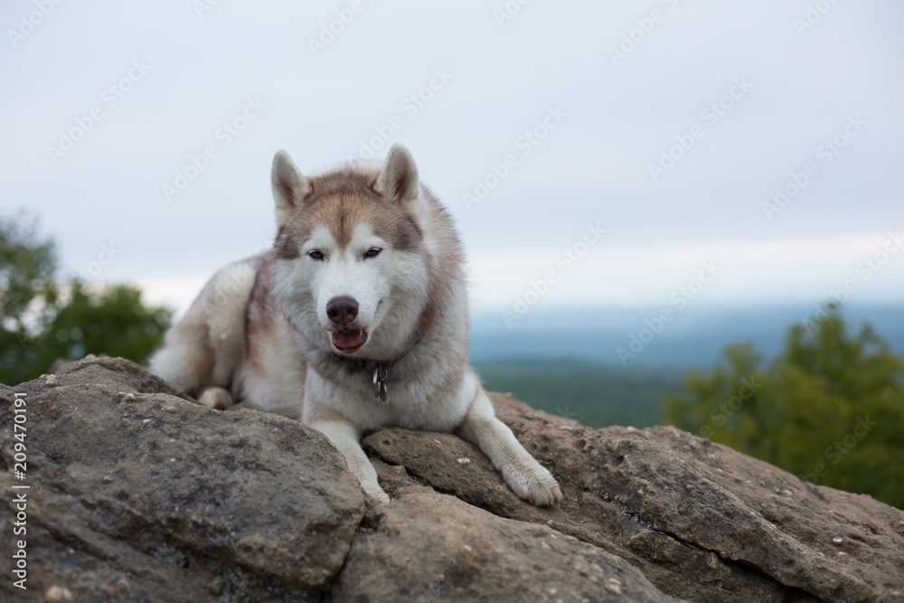 Portrait of gorgeous beige and white Siberian Husky dog lying at the top of a mountain in foggy and cloudy weather