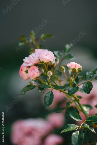 Rose bunch isolated on blue background. Beautiful tiny pink flowers