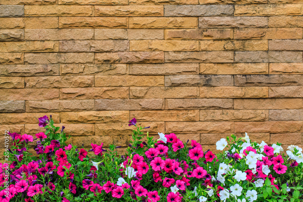 Beautiful petunia  in the garden.