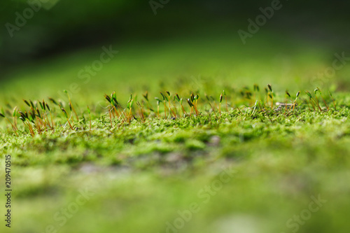 Close-up of green moss.