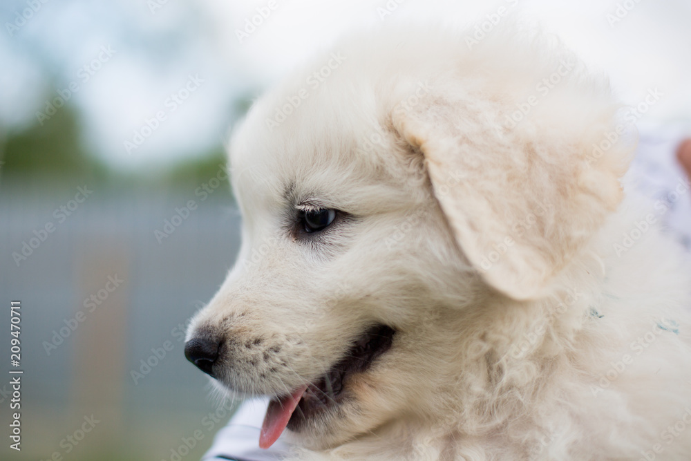 Close-up Portrait of a cute maremma puppy. Profile image of Adorable white fluffy puppy breed maremmano abruzzese dog