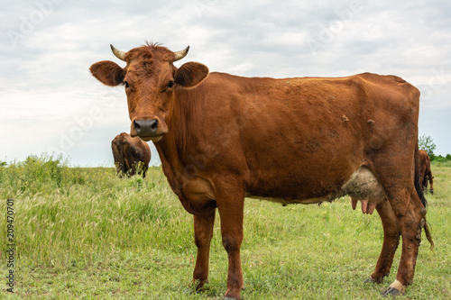 Beautiful cow on a cloudy sky background looks at the camera © natalyamatveeva