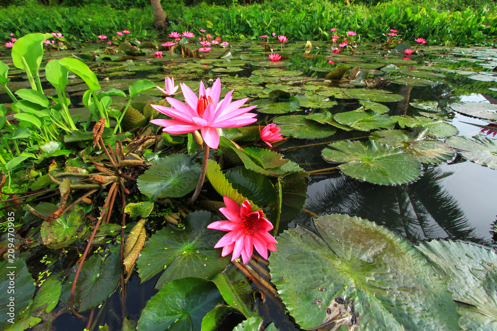 Beautiful pink lotus is blooming Beautiful pink lotus is blooming