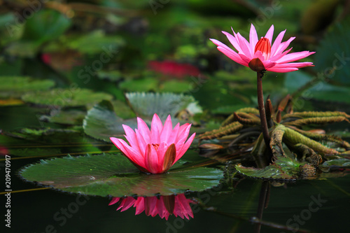 Beautiful pink lotus is blooming