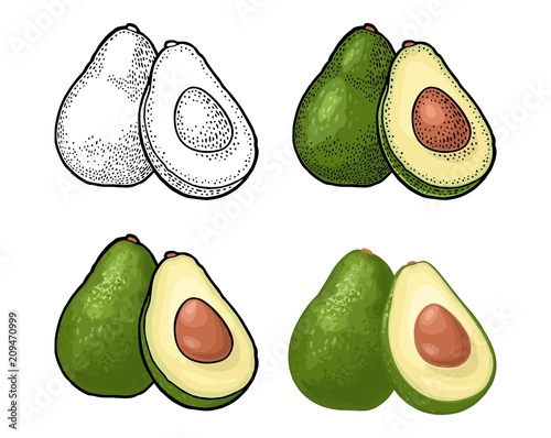 Half avocado with seed. Vector vintage engraving color