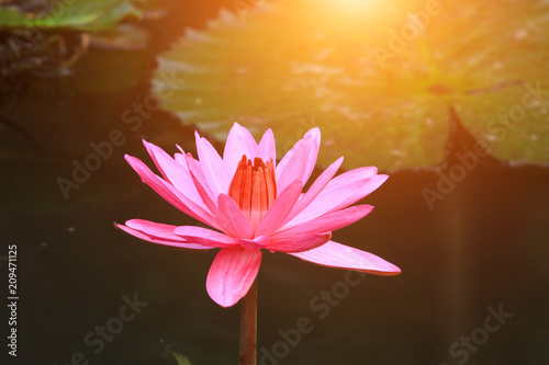 Beautiful pink lotus is blooming