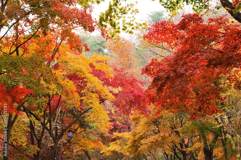 ソウル・南山公園の紅葉