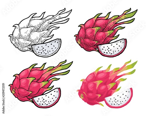 Dragon fruit whole and slice. Vector vintage engraving and flat color