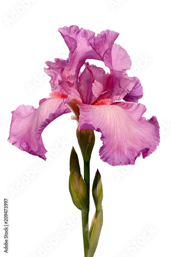 Fototapeta Naklejka Na Ścianę i Meble -  pink iris flower isolated on white background