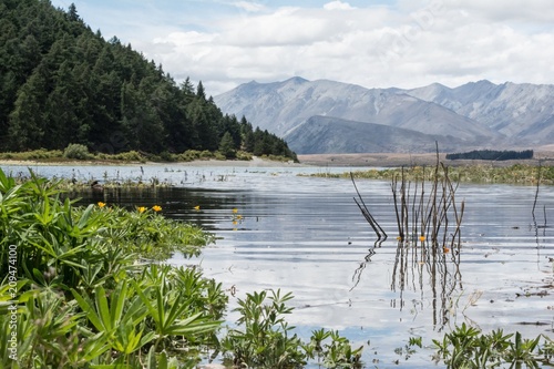 New Zealand Landscape