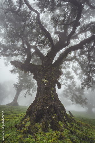 Lorbeerbaum im Lorbeerwald Fanal auf Madeira im starken Nebel