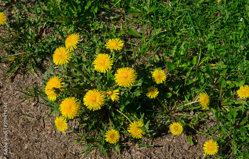 Fototapeta Naklejka Na Ścianę i Meble -  Yellow dandelions. Bright flowers dandelions on background of green spring meadows.