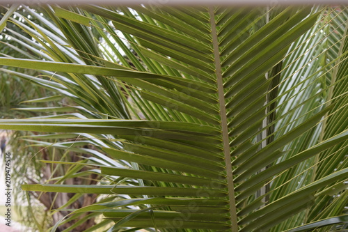   Folha de palmeira
