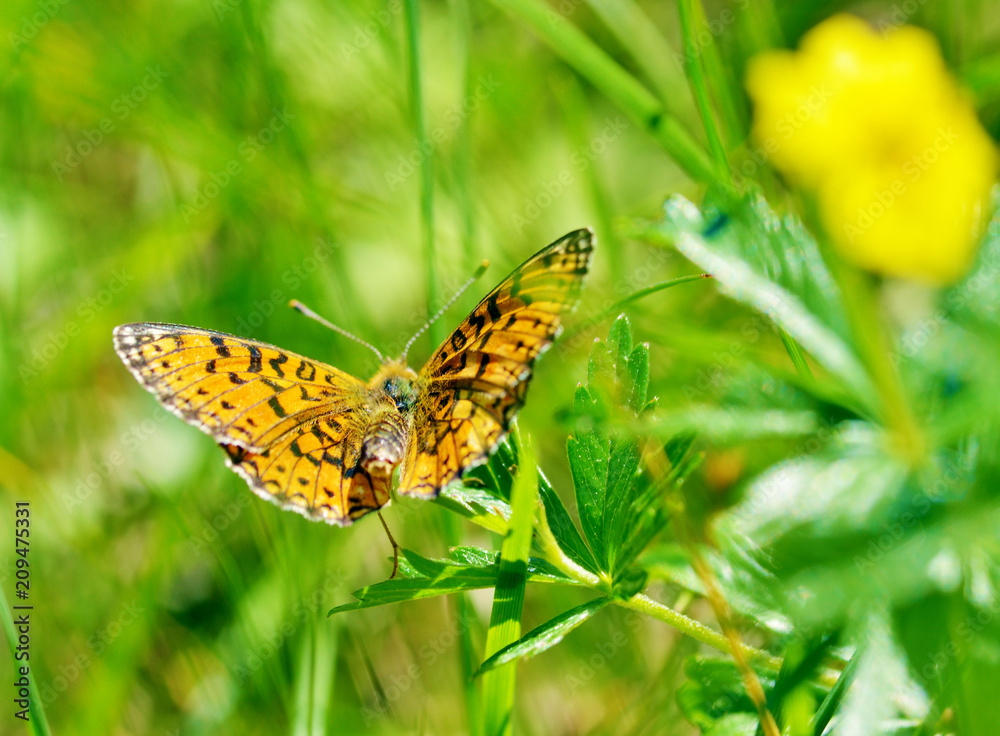 Butterfly drinks nectar from a flower. Butterfly drinks nectar from a flower.