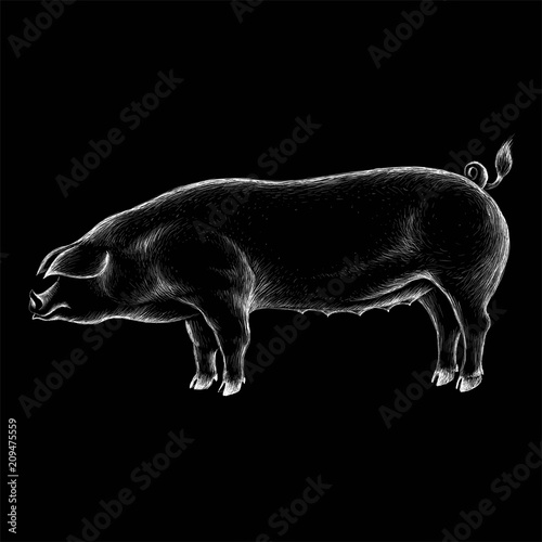 The Vector logo pig for T-shirt design or outwear.  Hunting style pig background. photo