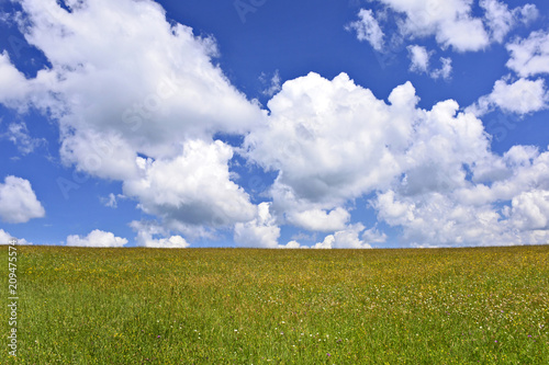 Konstfotografi Field of wildflowers under blue sky with white clouds