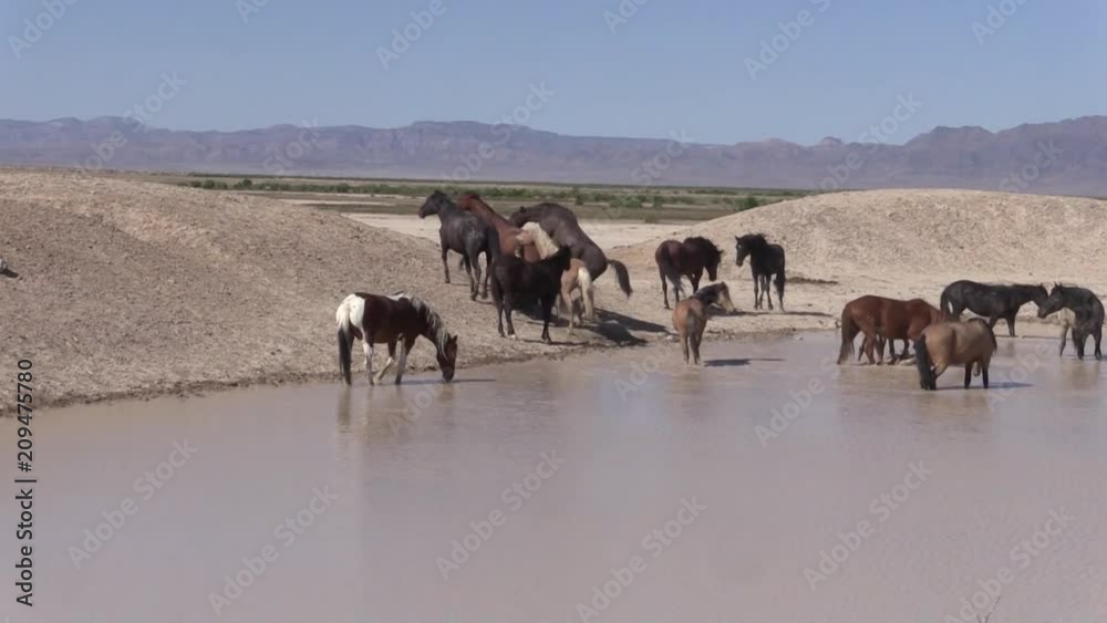 Wild Horses at a Desert Waterhole Wild Horses at a Desert Waterhole
