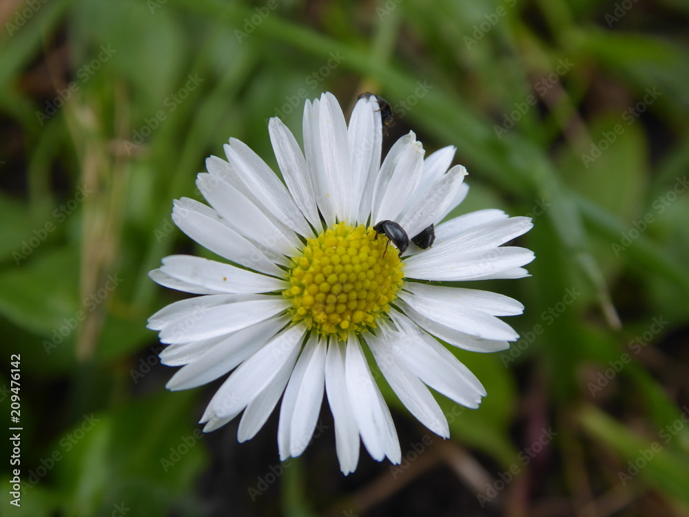 Fototapeta premium Gänseblümchen Rapskäfer