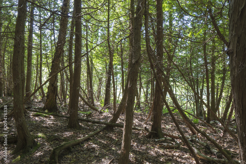 Fototapeta premium Afternoon Foest Walk