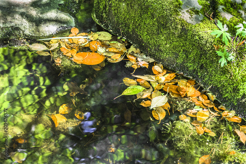 The leaves in the water near the moss-covered stone photo