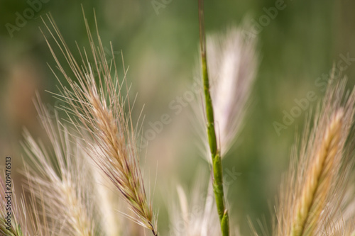 wheat