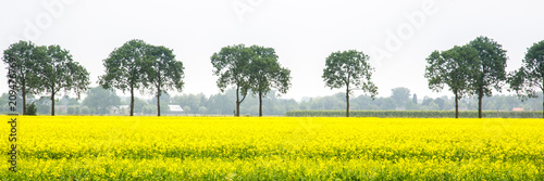 Web banner or panorama with a blooming rapeseed field and a row of trees