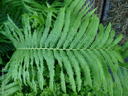 Fern with Morning Mist