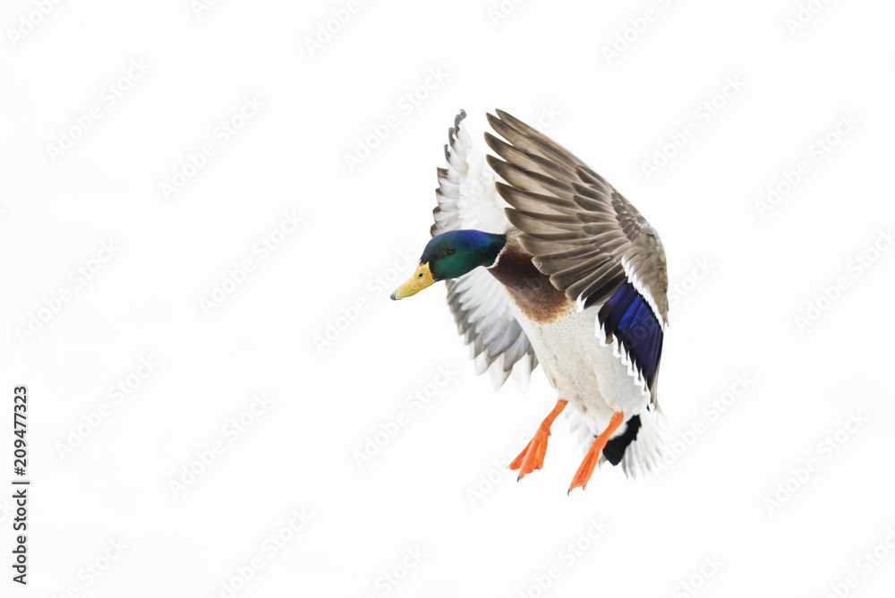 Obraz premium Mallard ducks in winter