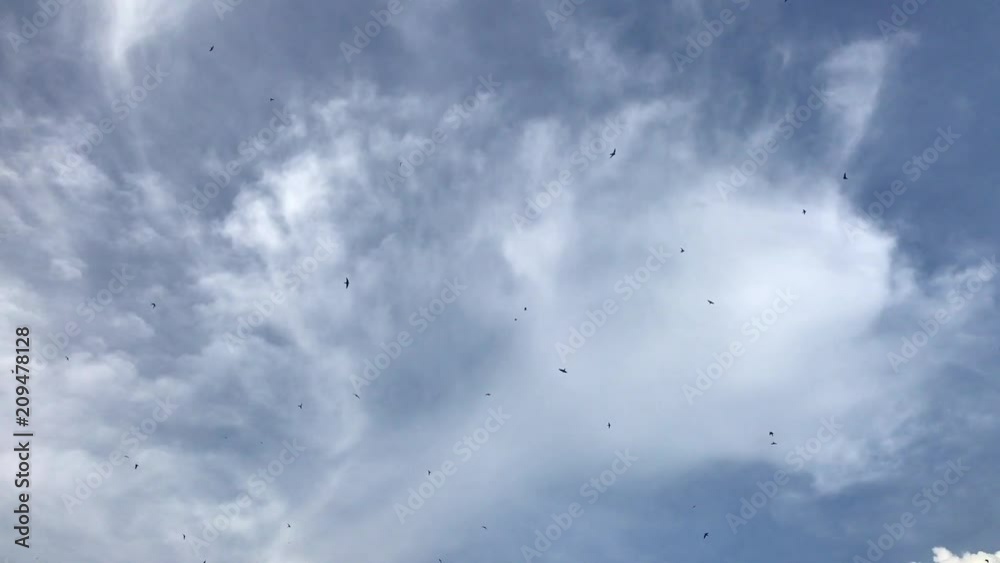 Many birds fly in the sky in evening day. Mobile footage. 4K Many birds fly in the sky in evening day. Mobile footage. 4K