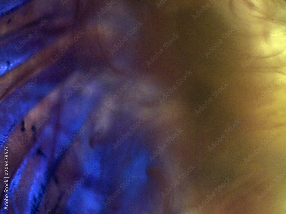 Fototapeta premium butterfly wings under the microscope
