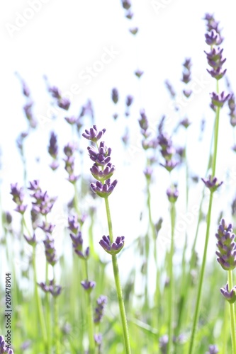 Lavender