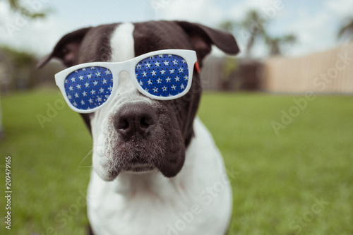 cute black and white dog wearing red white and blue glasses for july 4th