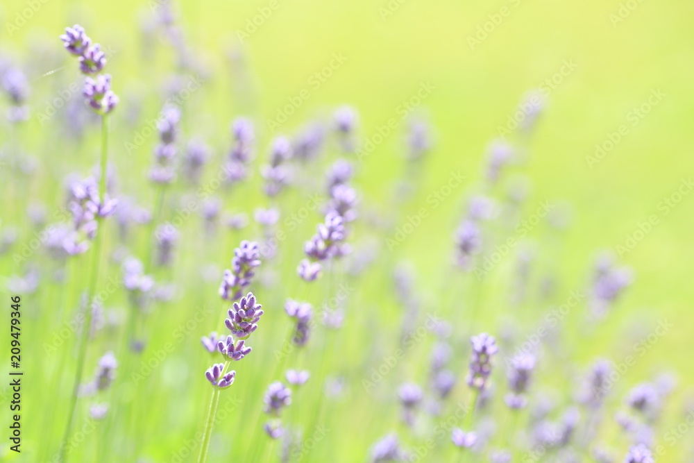 Naklejka premium Lavender