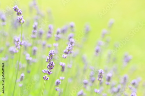 Lavender © ramund88