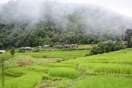 Fototapeta Piękny krok ryżu tarasu paddle pole przy Chiangmai, Tajlandia. Chiangmai jest piękne w miejscu przyrody w Tajlandii, Azji Południowo-Wschodniej. Koncepcja podróży.