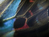 butterfly wings under the microscope