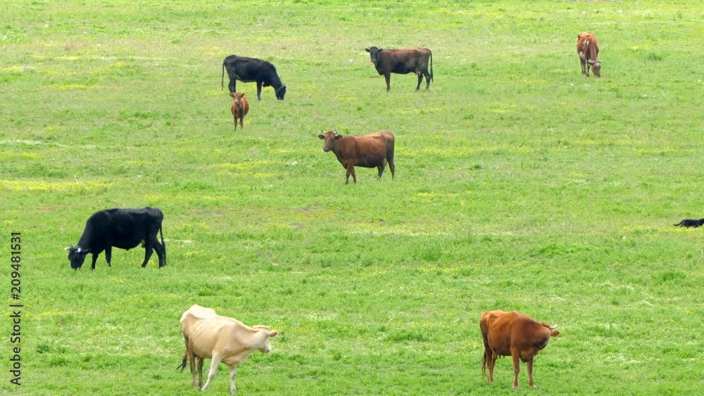 A herd of multicolored cows grazing on the field A herd of multicolored cows grazing on the field