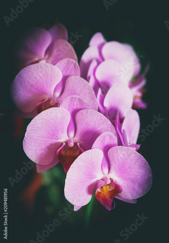 Purple orchids. Inflorescence.