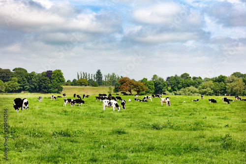 Dairy cows grazing in open grass field of farm