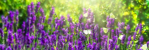 Obraz schmetterlinge in den lavendelblüten