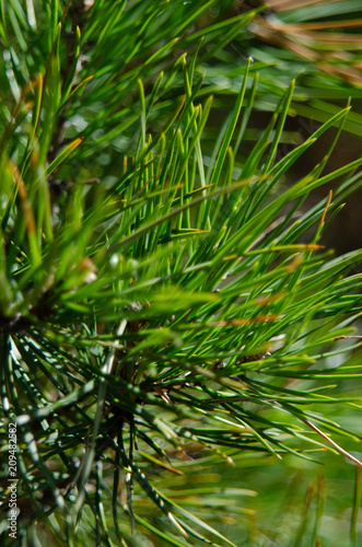 needles of pine close up © Aleksei
