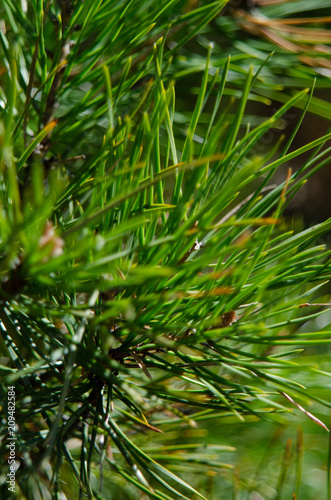 needles of pine close up