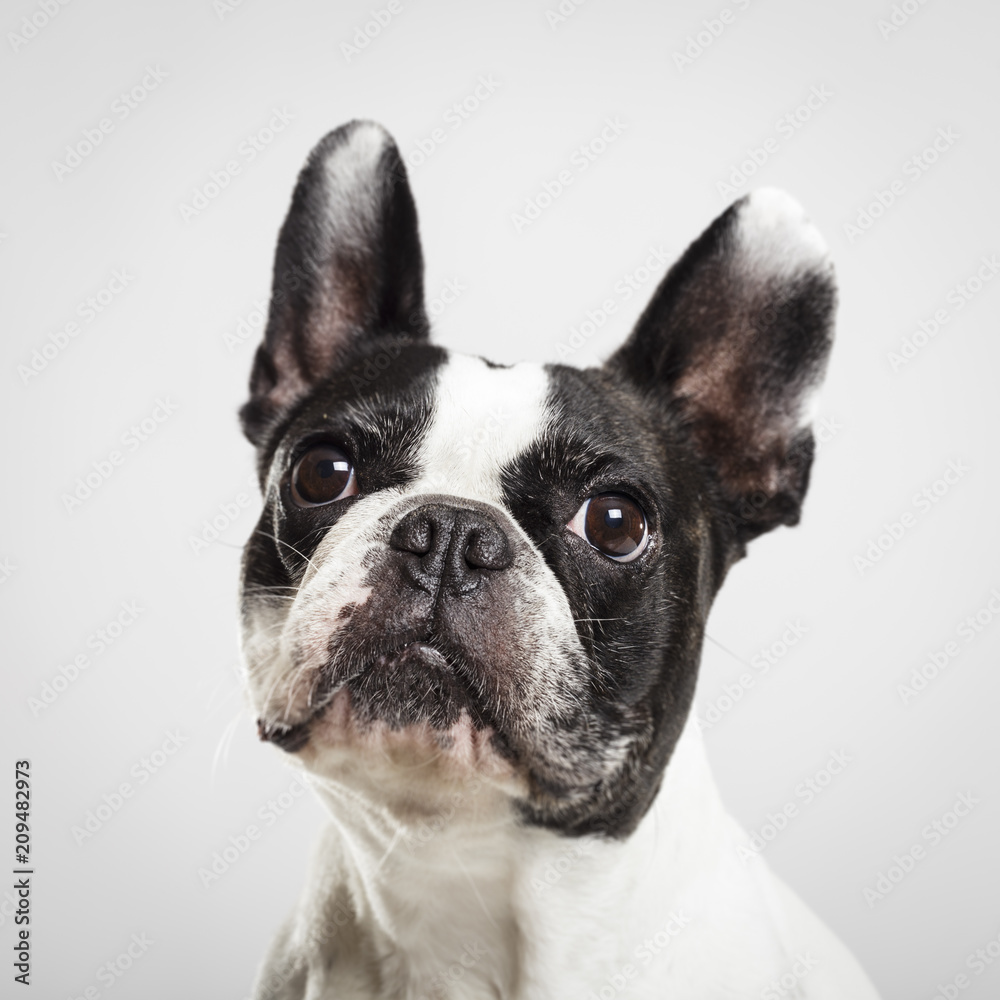 Studio portrait of an expressive French Bulldog dog against neutral background Studio portrait of an expressive French Bulldog dog against neutral background