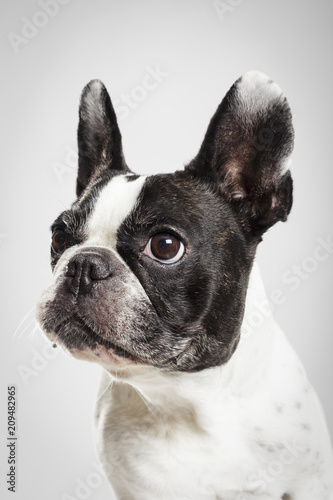 Studio portrait of an expressive French Bulldog dog against neutral background © txemag