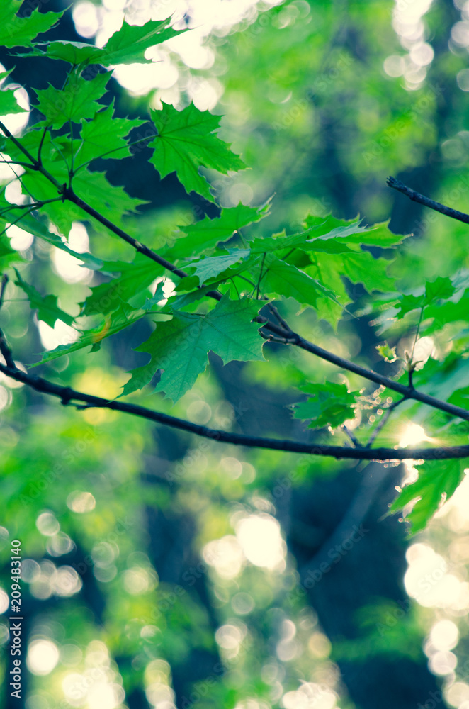 Fototapeta premium maple in the sun