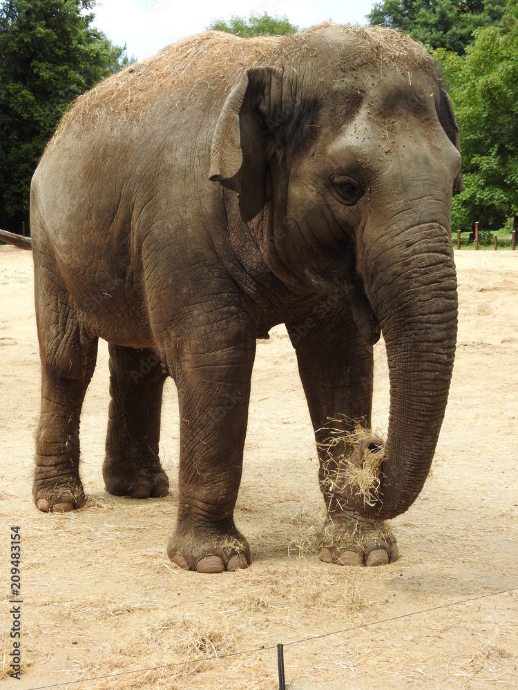 Fototapeta premium Elephant