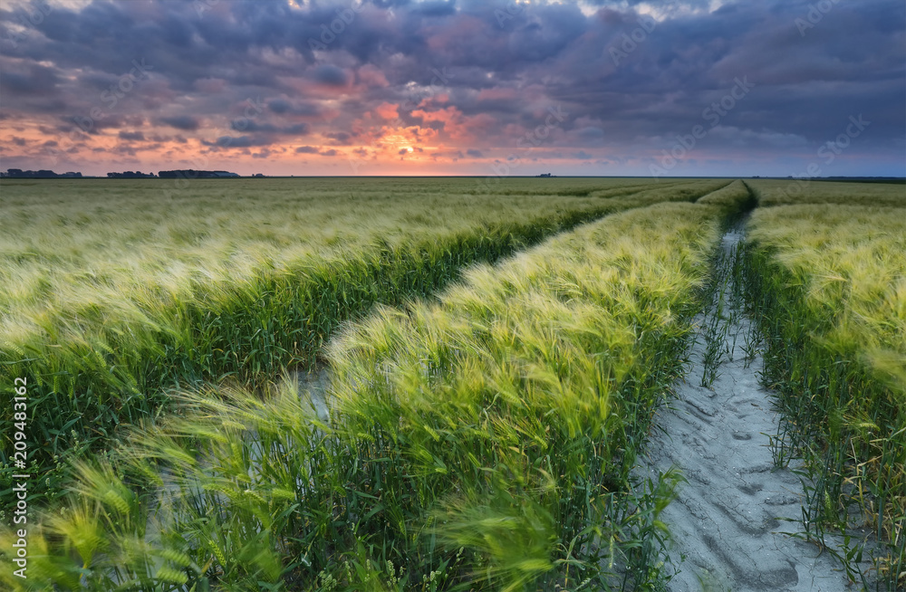 Naklejka premium dramatic sunset over wheat cereal field
