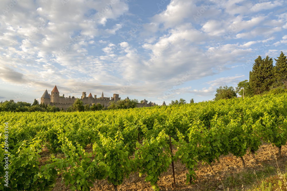 Atardecer en los viñedos del castillo de  Carcassonne, Francia, 